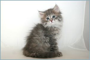 
Female Siberian Kitten from Deedlebug Siberians